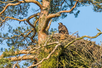 Hungry young eagle in erect pose in a nest in the morning sun. Close-up photo of White-tailed Eagle, Haliaeetus albicilla.