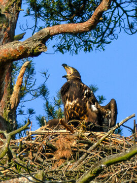 Hungry young eagle with wide open beak in erect pose in a nest in the morning sun. Close-up photo of White-tailed Eagle, Haliaeetus albicilla.