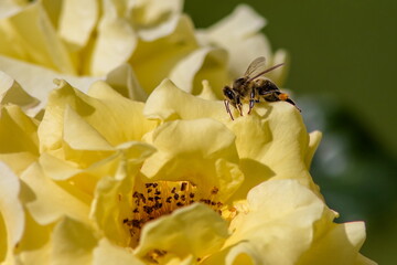 Fototapete bei efototapeten.de bestellen   