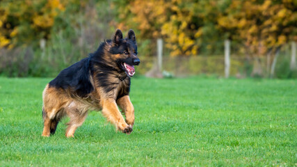 King german shepherd dog runningon the grass