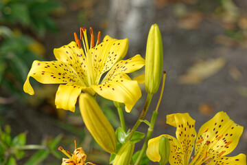 Close up of a tiger lily in a colorful garden.