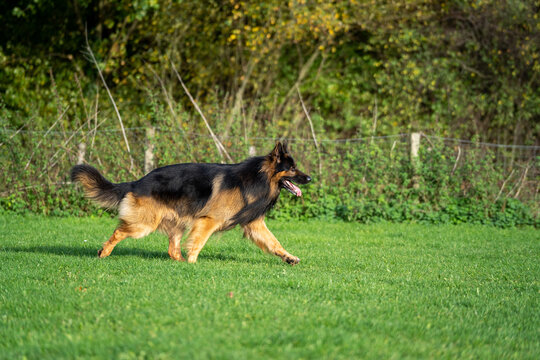 King german shepherd dog on the grass