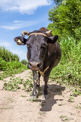 Black cow with crooked horns. Close-up of the head.