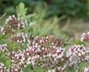 A fly sitting on colorful flowers.
