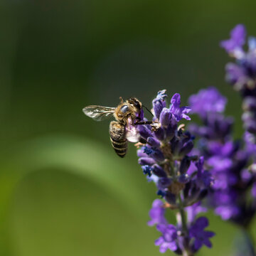 Close-up photo of a bee on dark blue lavender on neutral green background.