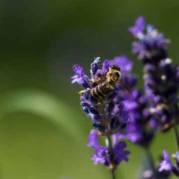 Close-up photo of a bee on dark blue lavender on neutral green background.