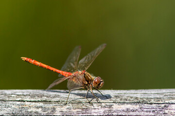Wonderful red veined darter against neutral green background. Sympetrum fonscolombii.