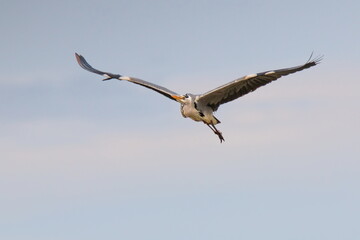 Elegant grey heron flying in the beak on neutral background. Grey Heron, Adrea cinerea.