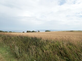 chilly mornint on a grassy meadow