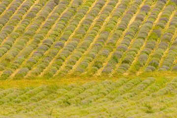 Lavender field in Provence