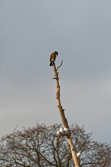 Cormoran sur un arbre en automne