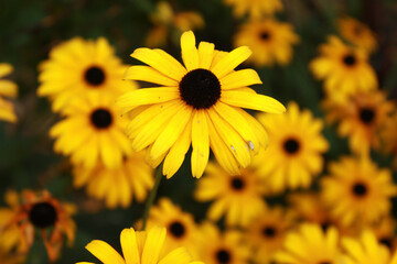 Macro shot of Black-Eyed Susan flower