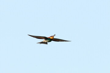 Action photo. Bee-eater flying in a dynamic pose. Flying jewel. European Bee-eater, Merops apiaster