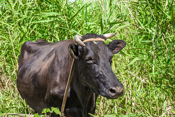 Black cow stands among the reeds