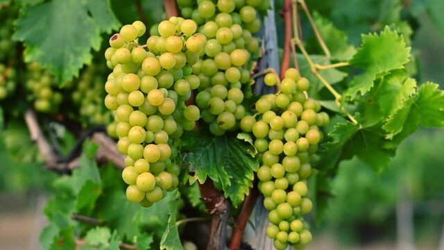 Ripe green grapes on a vineyard in Moldova