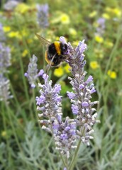 bee on a flower