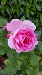 pink rose in garden