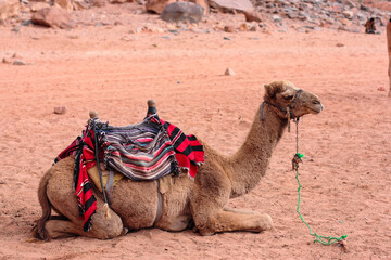 a tethered camel lies on the sand in the desert