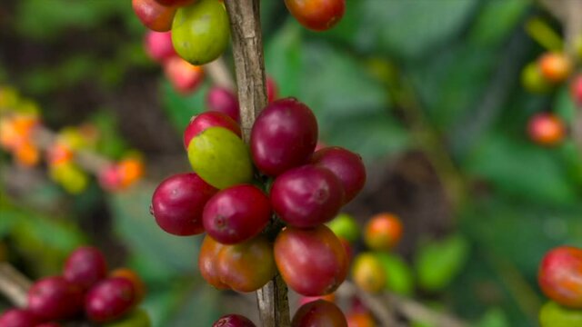 Fresh red and green coffee berries background. Arabica and robusta coffee beans ripening on tree in in organic coffee plantation