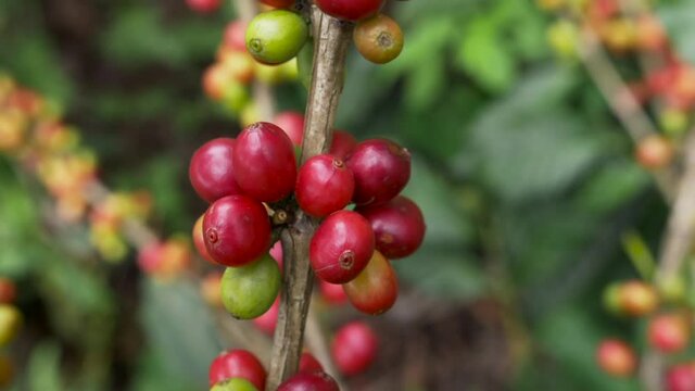 Fresh red and green coffee berries background. Arabica and robusta coffee beans ripening on tree in in organic coffee plantation
