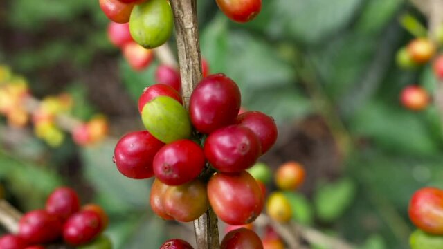 Fresh red and green coffee berries background. Arabica and robusta coffee beans ripening on tree in in organic coffee plantation