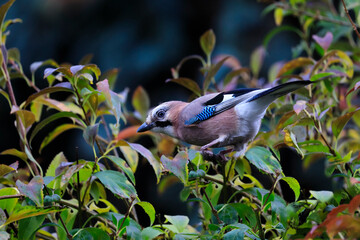 Close-up photo of a jay in the middle of a deciduous colorful bush. Eurasian Jay, Garrullus glandarius.