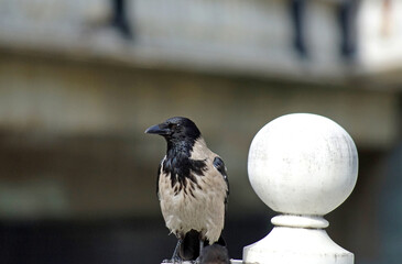 a grey predatory Raven sits on a fence near a plaster ball