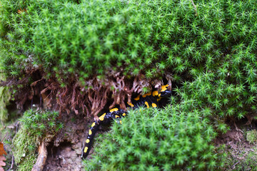 The fire salamander (Salamandra salamandra) is possibly the best-known salamander species in Europe. Macro portrait on moss in Czech republic, Europe.