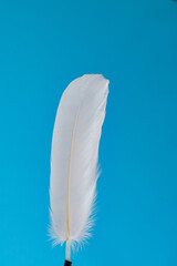 Bird feather white on a blue background