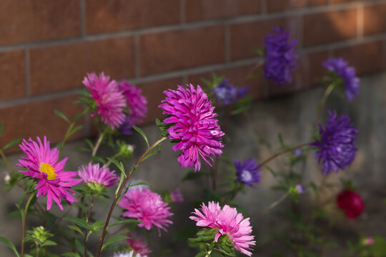 R&oacute;żowe astry kwitnące w ogrodzie