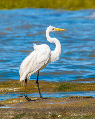 White Stork At Coast Beach, Montevideo, Uruguay