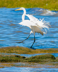 White Stork At Coast Beach, Montevideo, Uruguay