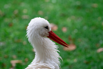 white stork in the grass