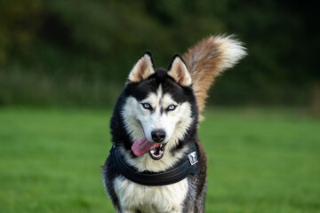 Obraz premium siberian husky puppy at the playground