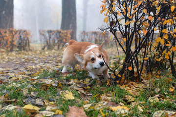  dog  in the autumn misty forest