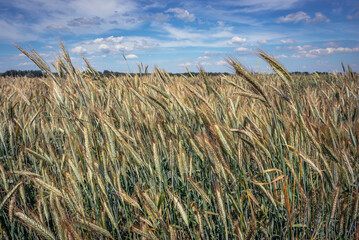 Close up on rye field against blue sky in Mazowsze region of Poland