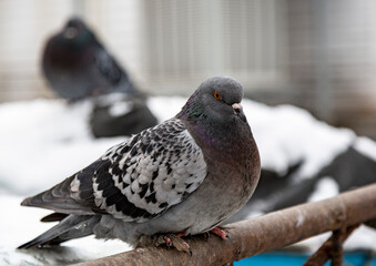 pigeon on the snow