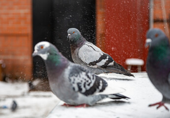pigeons on the snow