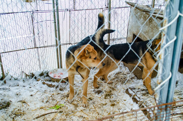 dog chained in the