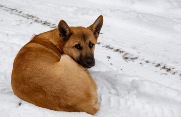 dog on the snow