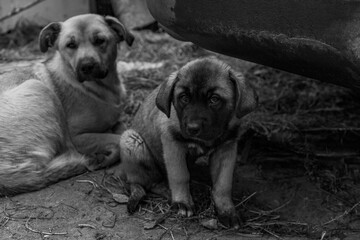 two dogs sitting on the ground