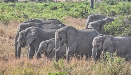 african elephant family © JavierBell
