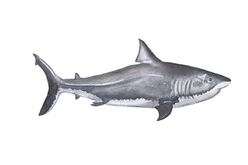 Fototapeta premium Watercolor shark. Hand drawn illustration on the white background.