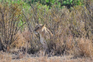 Fototapeta na wymiar lions on the african savanna