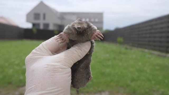 Farmer hand catch black mole in the garden