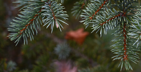 Fir tree branch background close up. Winter holidays