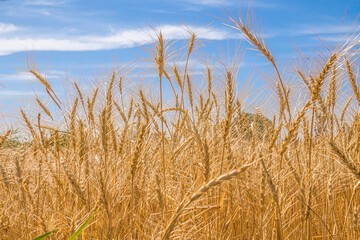 Golden ears of ripe wheat. Closeup ears on a wheat field against a blue sky and white clouds. Harvest concept