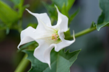 Detail of white trumpet shaped flower of hallucinogen plant Devil's Trumpet (Datura Stramonium), also called Jimsonweed. Shallow depth of field and blurred background. Close-up