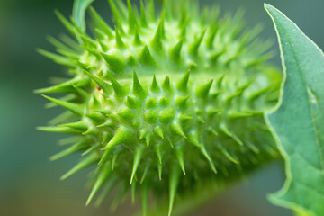 Detail of spiky seed capsule of hallucinogen plant Devil's Trumpet (Datura Stramonium), also called...