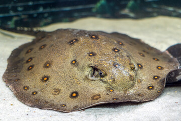 Stingray motoro (Potamotrygon motoro) in an aquarium on a sandy bottom